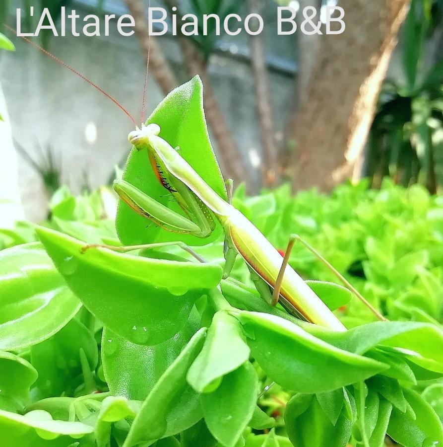 B&B L'Altare Bianco Vieste Exterior photo